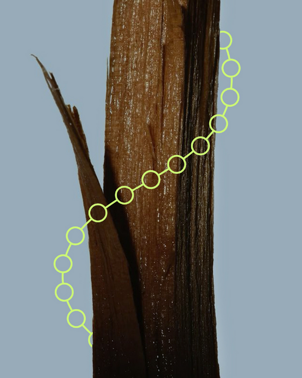 Tree with a a glowing green line illustration tracing the shape of the digestive tract.
